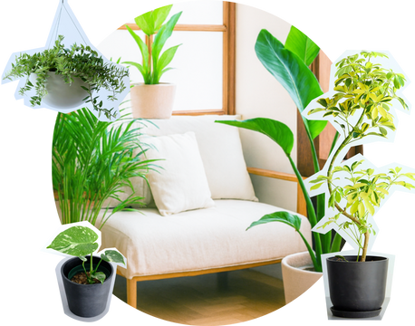 観葉植物を風水で選ぶ