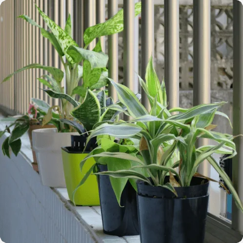 におすすめの観葉植物