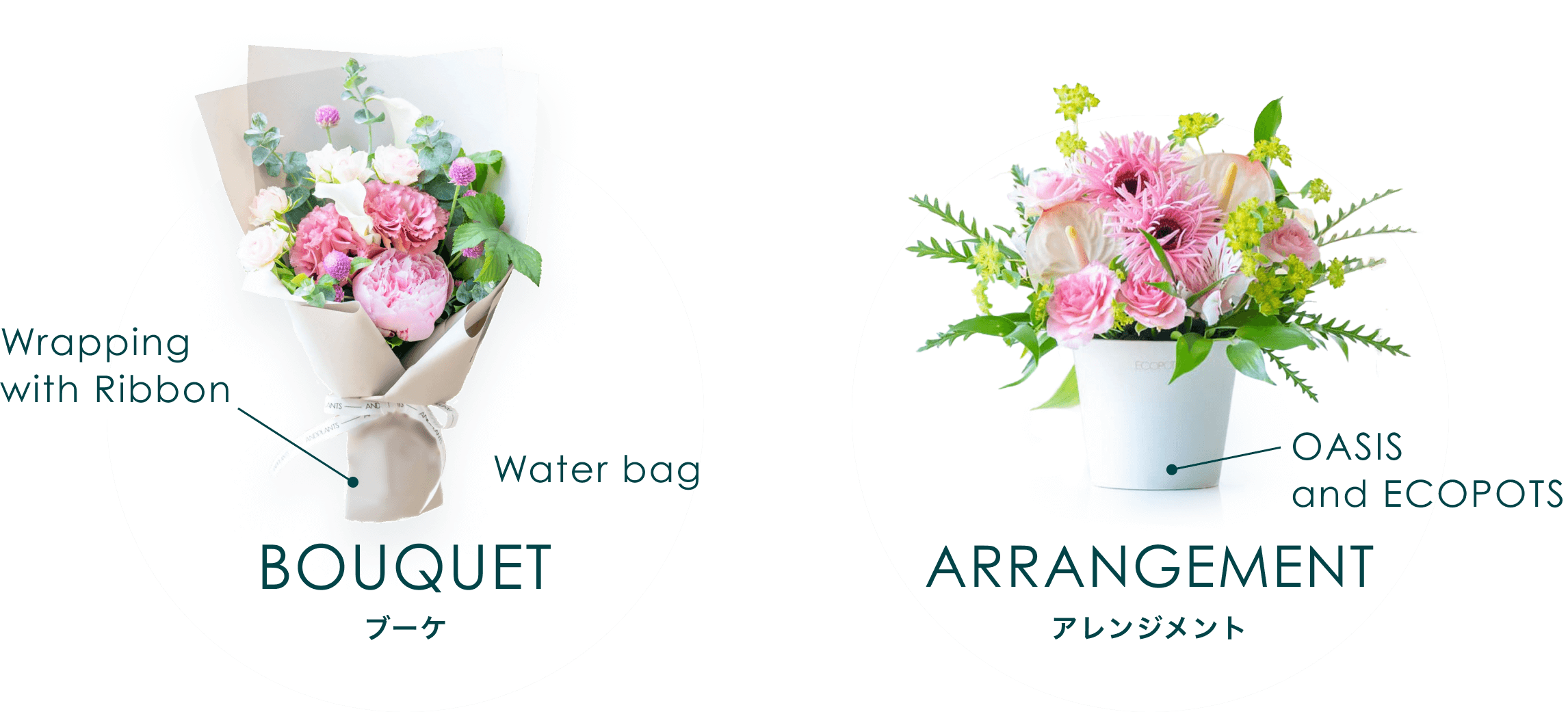 お花の通販| 観葉植物通販「AND PLANTS」