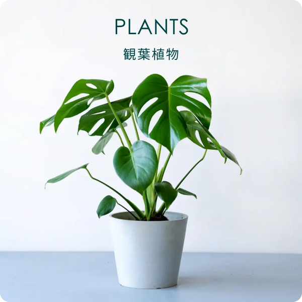 観葉植物