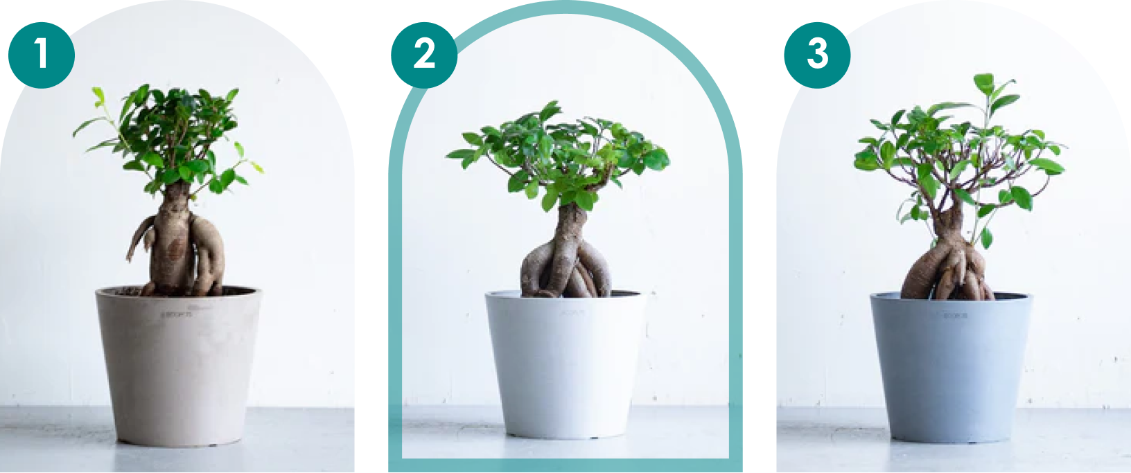 ガジュマルTable-S