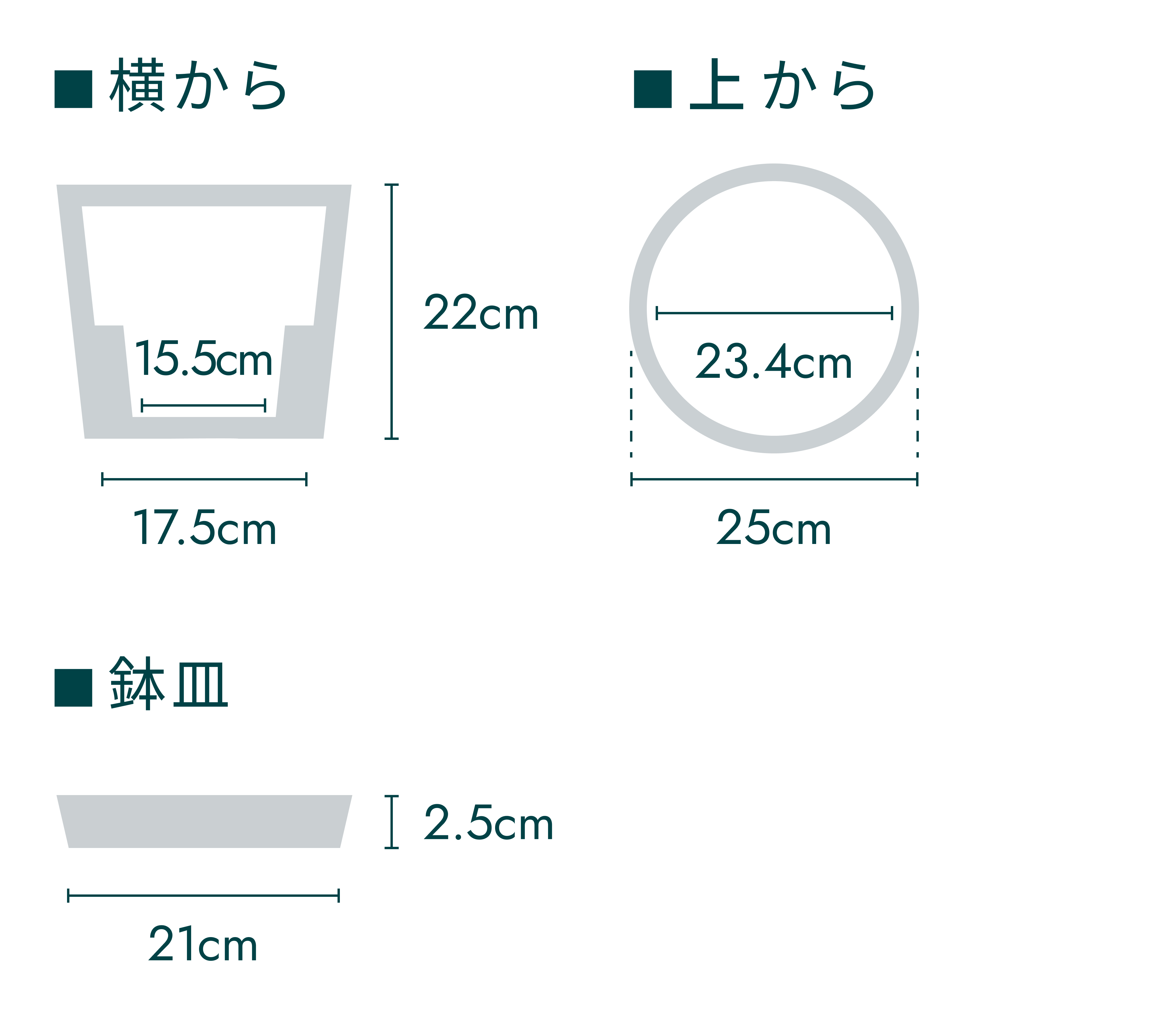 フィカス・アムステルダムキング まがりM | 観葉植物の通販 AND PLANTS