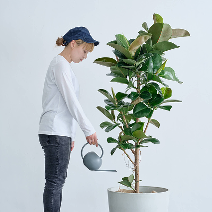 大型植物