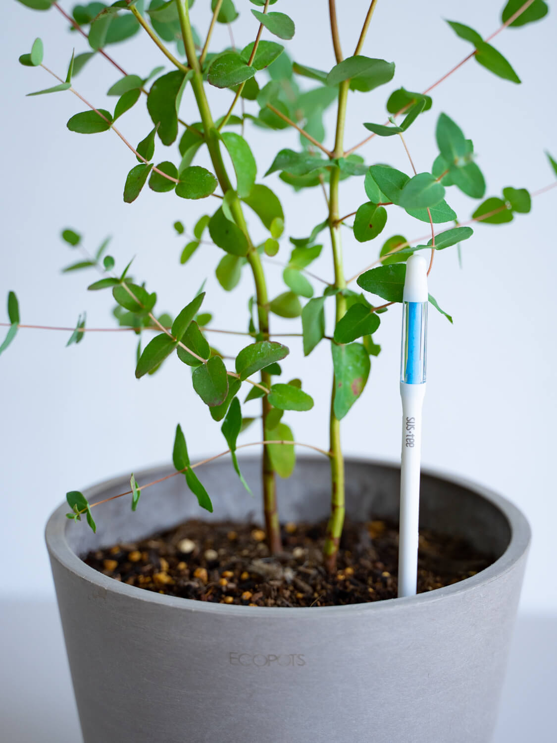 よくある質問 | 観葉植物・お花の通販 AND PLANTS (アンドプランツ)