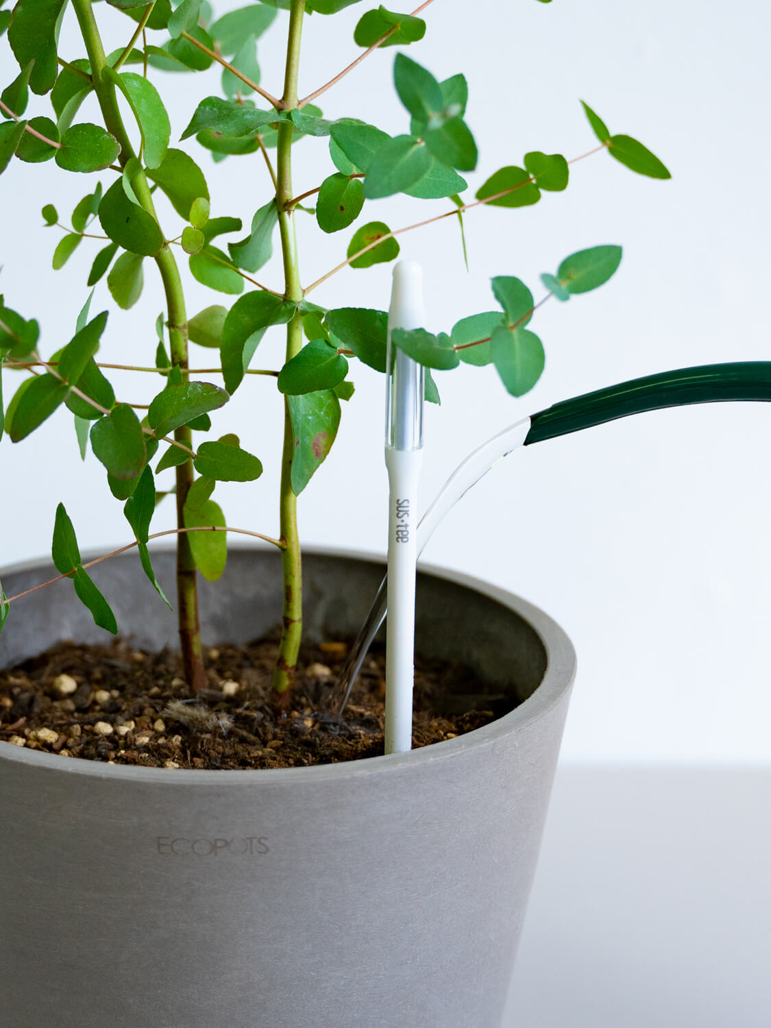 よくある質問 | 観葉植物・お花の通販 AND PLANTS (アンドプランツ)