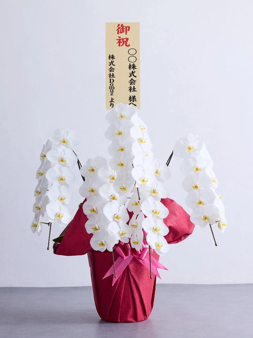 トックリラン | 観葉植物の通販 AND PLANTS (アンドプランツ)