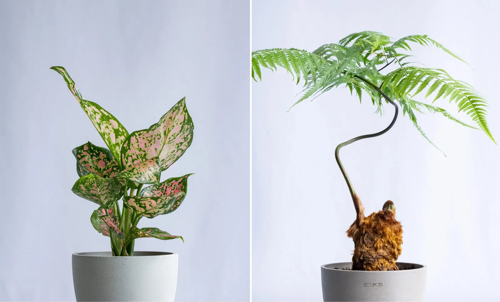一点もの観葉植物 | 観葉植物の通販 AND PLANTS (アンドプランツ)