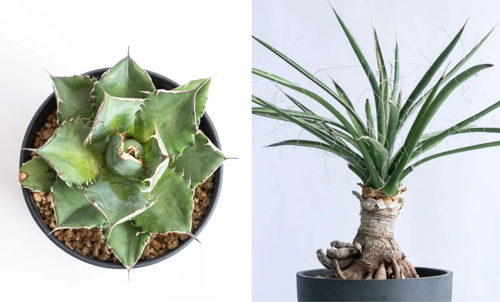 一点もの観葉植物 | 観葉植物の通販 AND PLANTS (アンドプランツ)